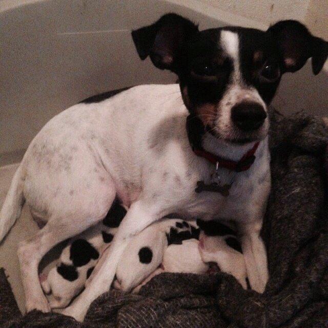 Dansk svensk gaardhund Bella billede 19