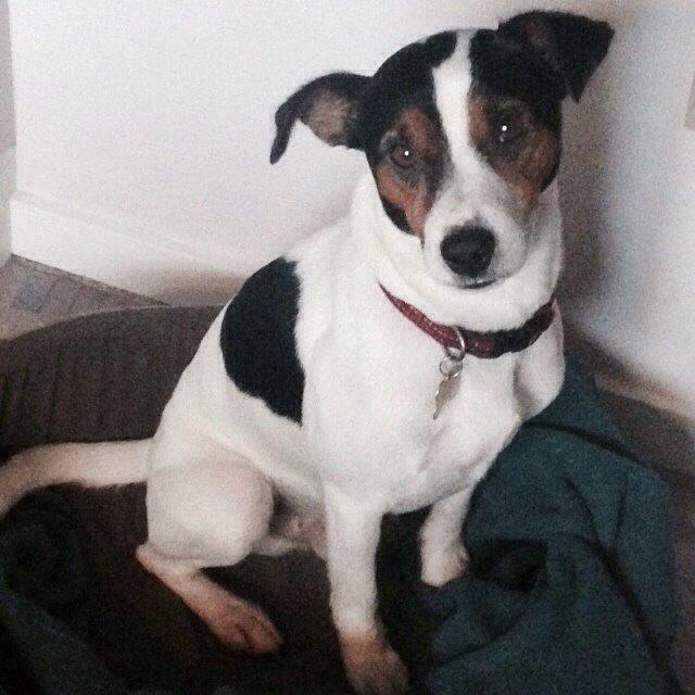 Dansk svensk gaardhund Plet billede 11