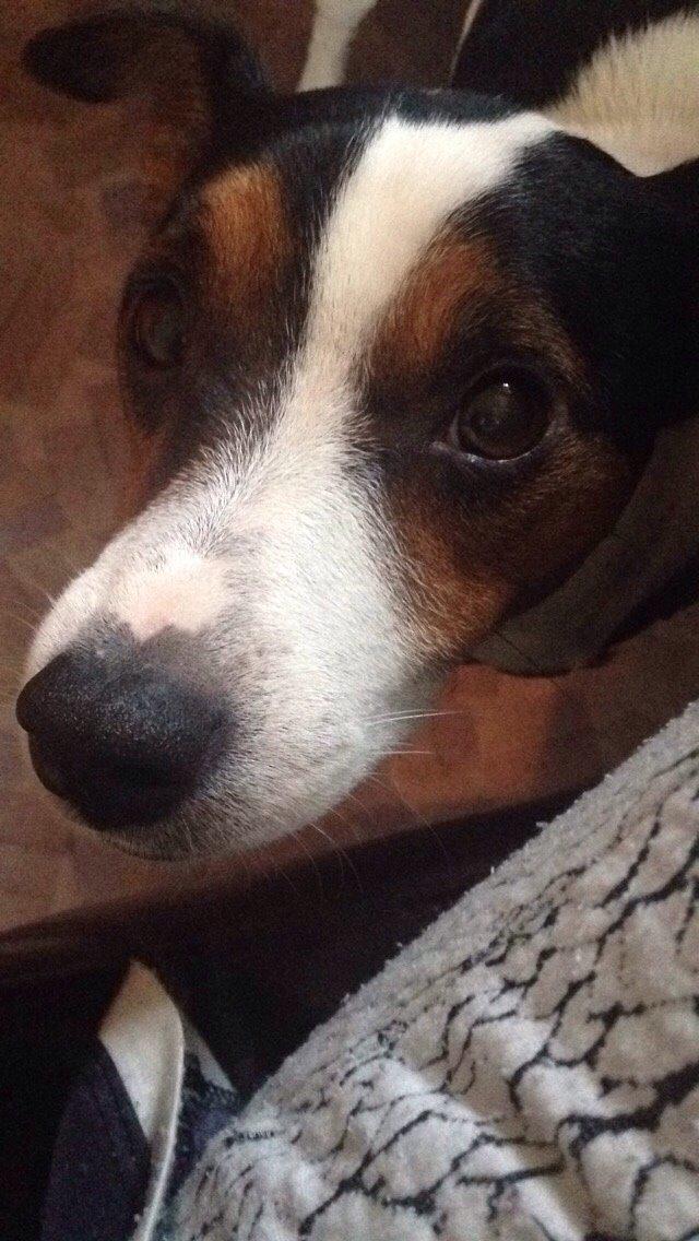 Dansk svensk gaardhund Plet billede 12