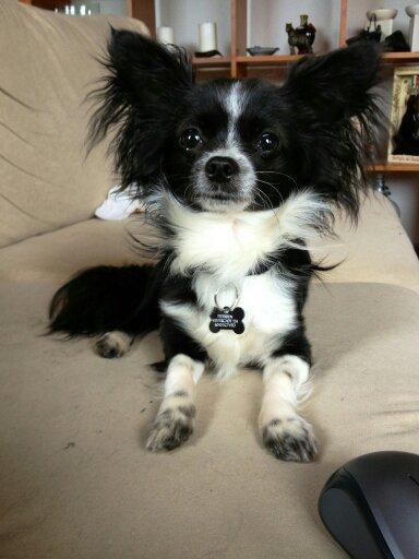 Chihuahua Morgan billede 1