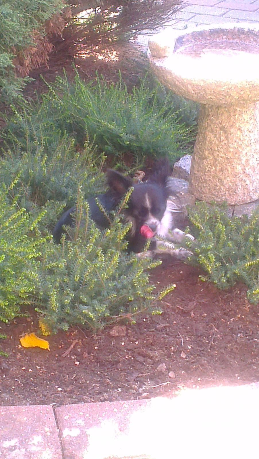 Chihuahua Morgan billede 2