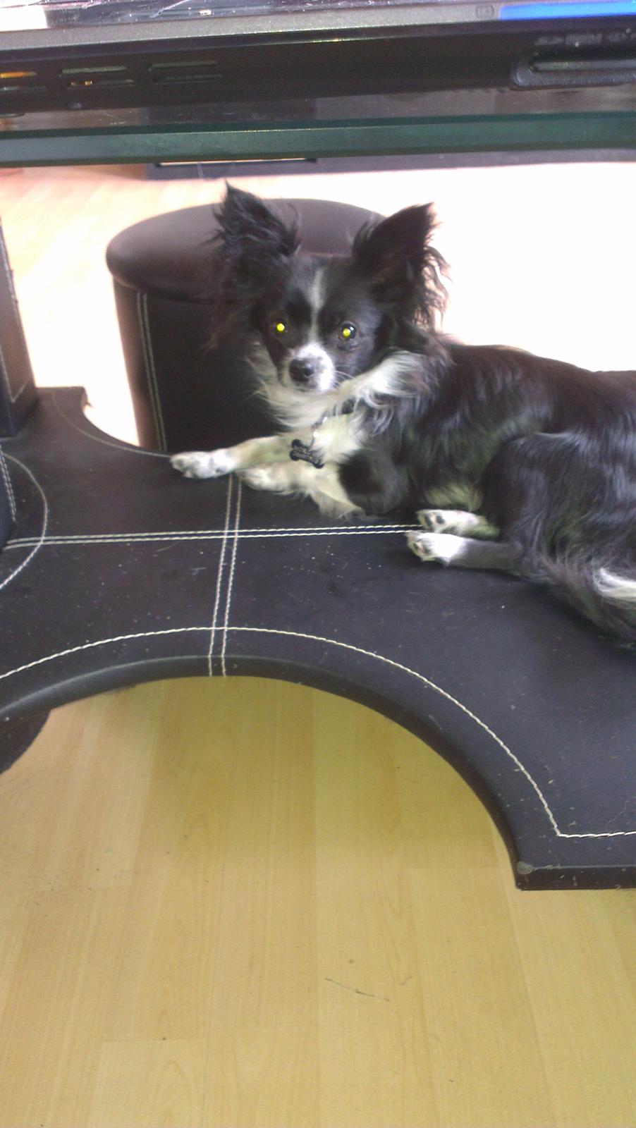 Chihuahua Morgan billede 3