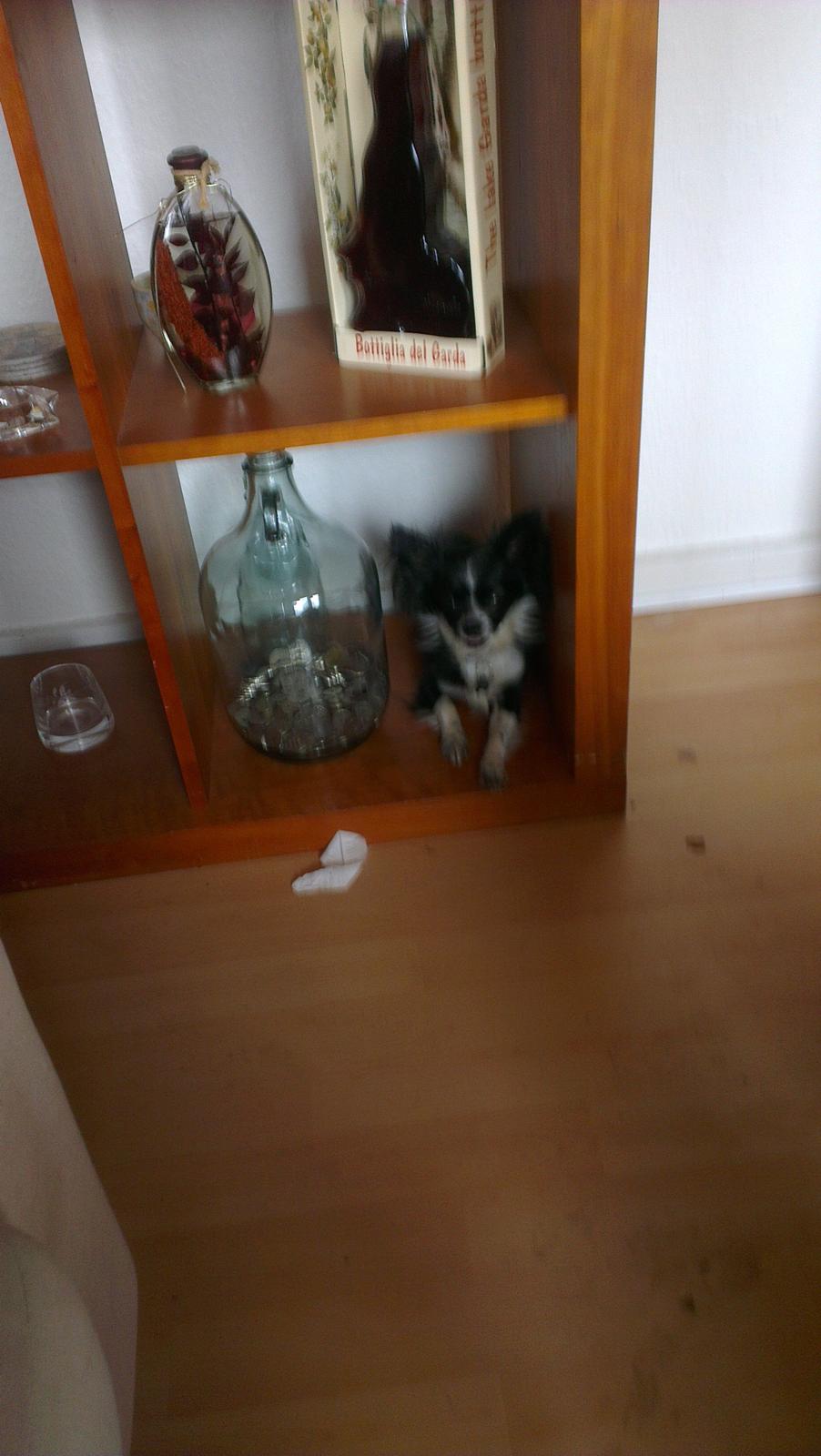 Chihuahua Morgan billede 4