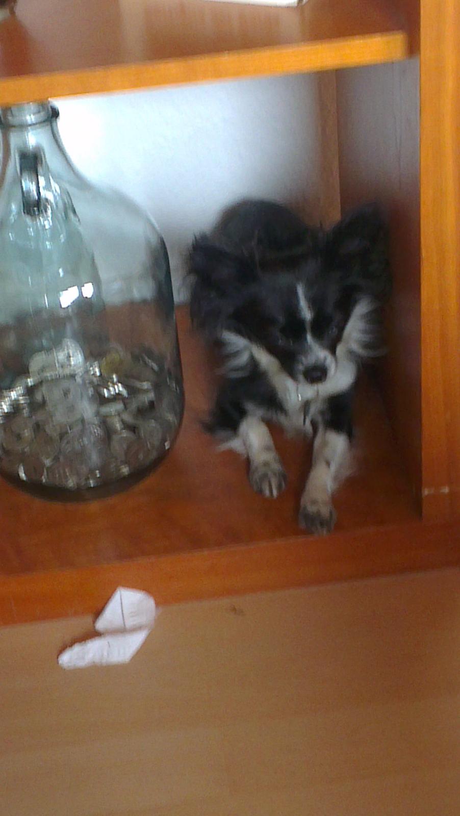 Chihuahua Morgan billede 5