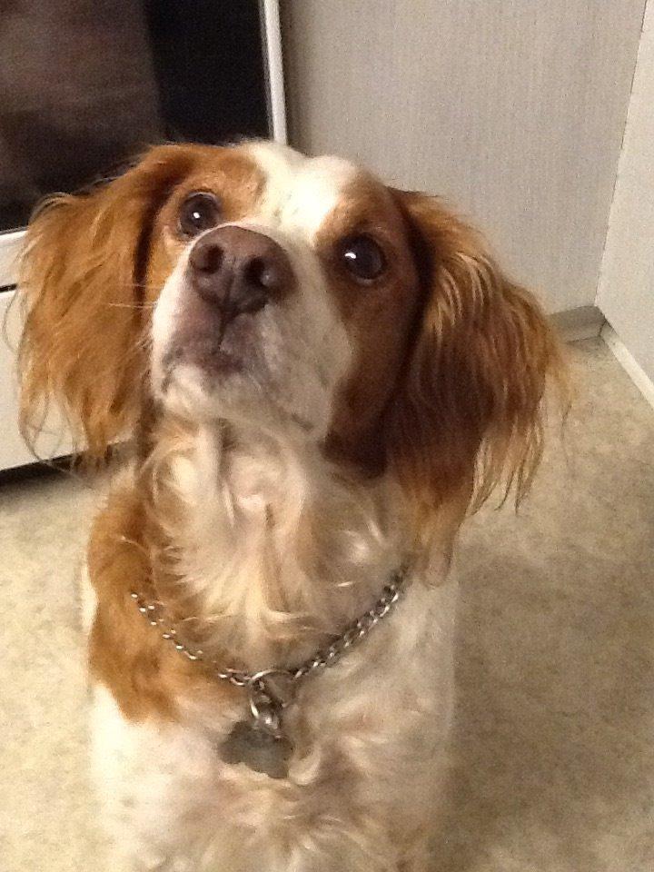 Breton Balto • RIP• billede 5