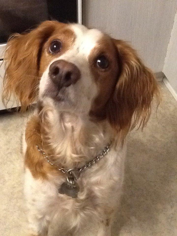 Breton Balto • RIP• billede 6