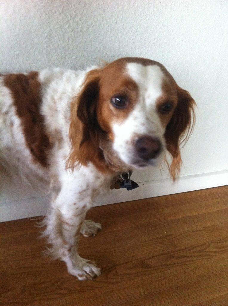 Breton Balto • RIP• billede 14