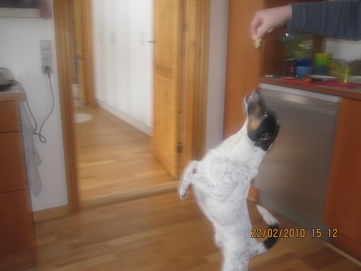 Dansk svensk gaardhund Frodo billede 2