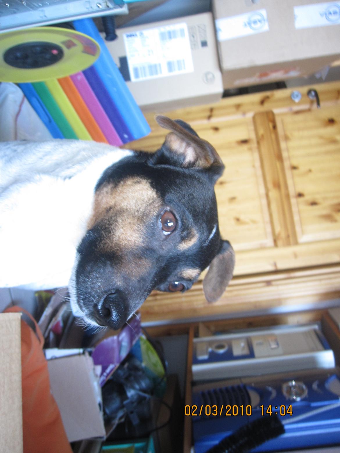 Dansk svensk gaardhund Frodo billede 1