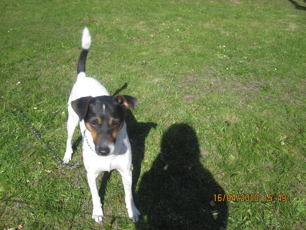 Dansk svensk gaardhund Frodo billede 5