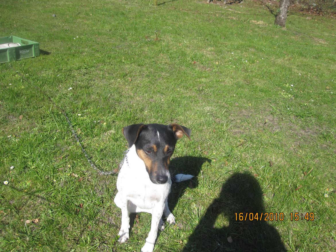 Dansk svensk gaardhund Frodo billede 4