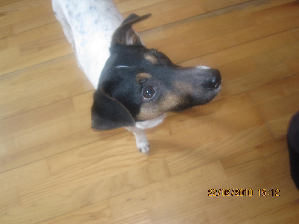 Dansk svensk gaardhund Frodo billede 6