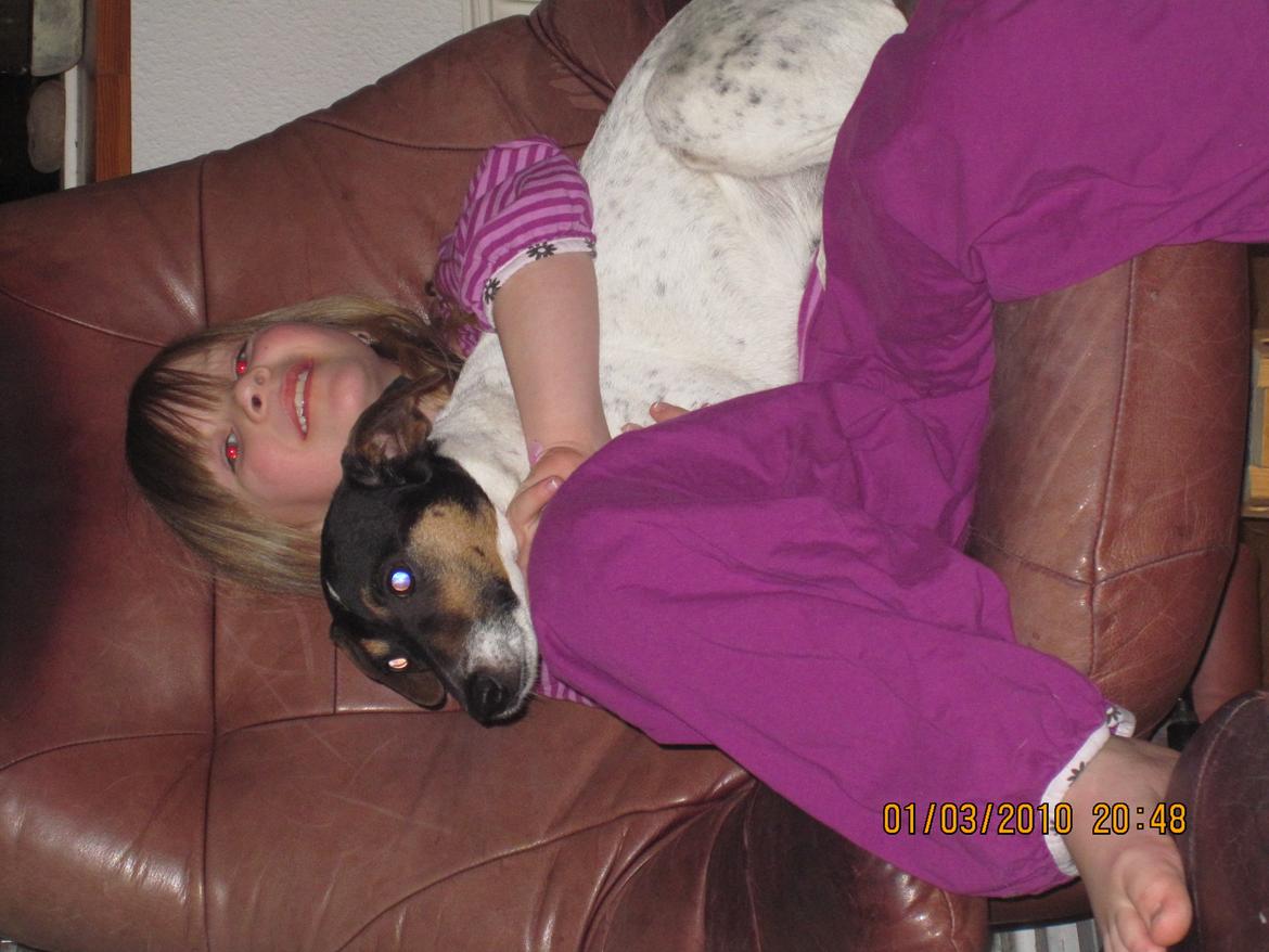 Dansk svensk gaardhund Frodo billede 7