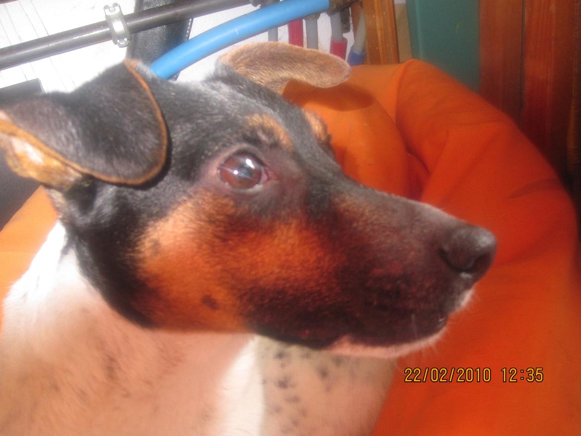 Dansk svensk gaardhund Frodo billede 8