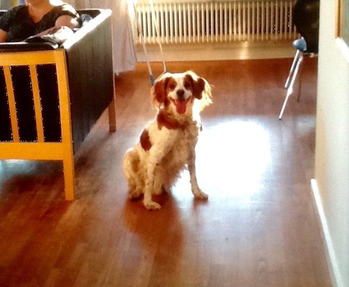 Breton Balto • RIP• billede 17