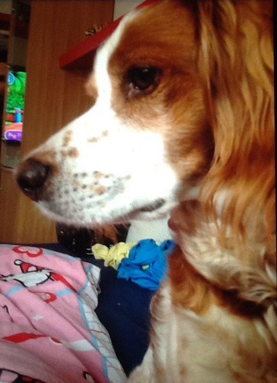 Breton Balto • RIP• billede 20