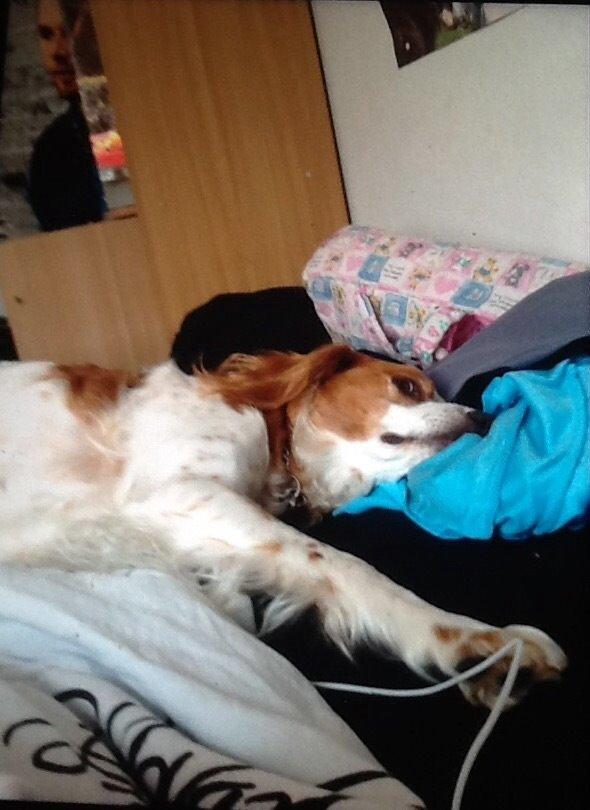 Breton Balto • RIP• billede 24