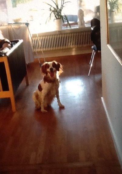 Breton Balto • RIP• billede 28