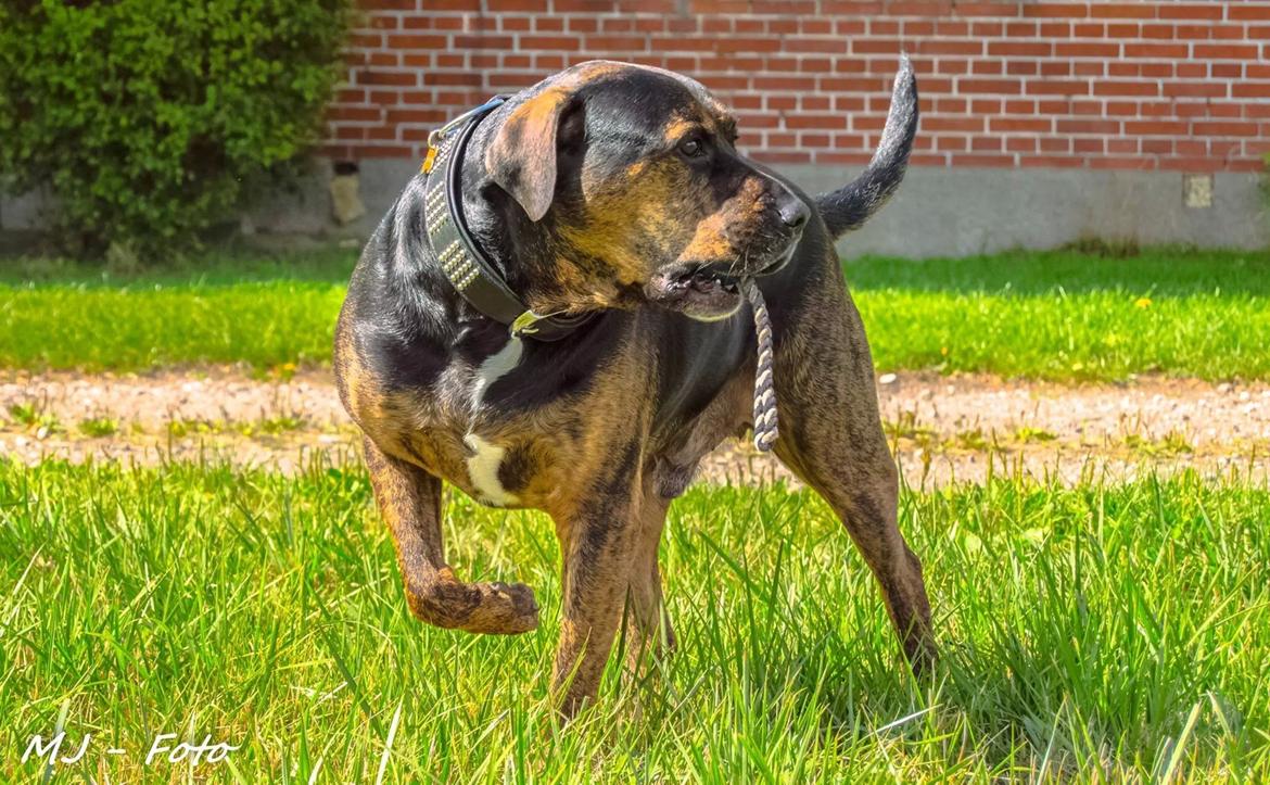 Blanding af racer Fedtmule billede 3