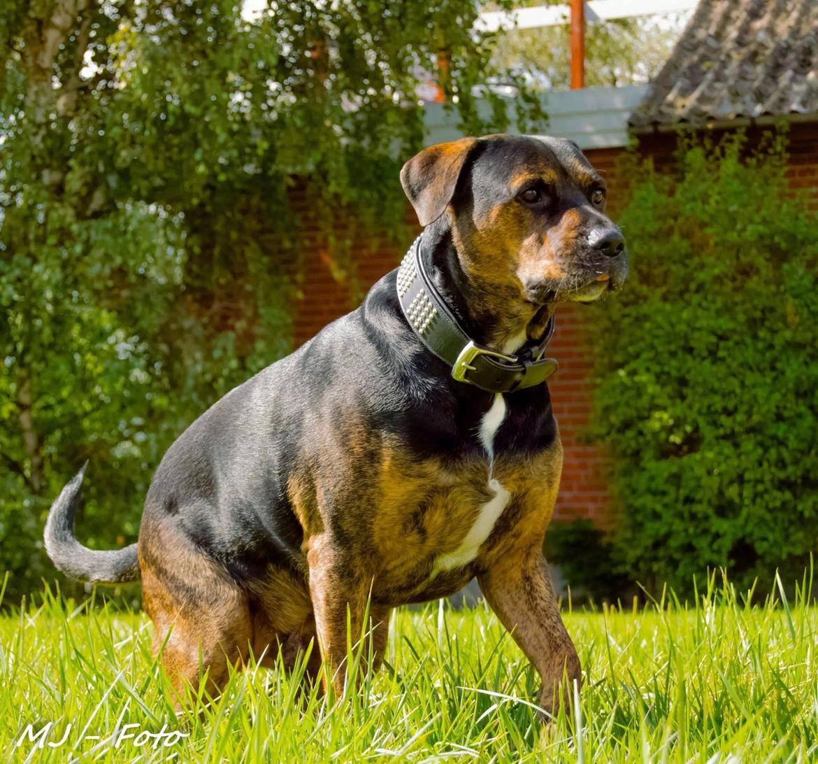Blanding af racer Fedtmule billede 4