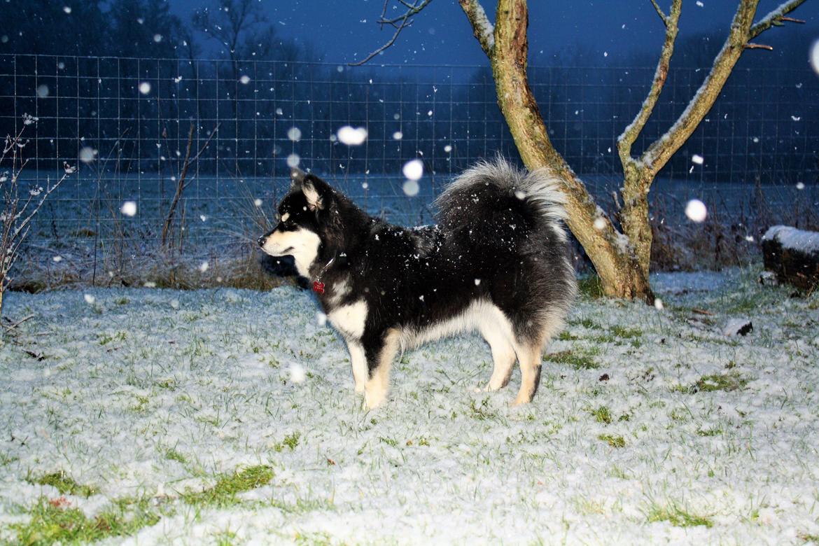 Finsk lapphund Ulla billede 2