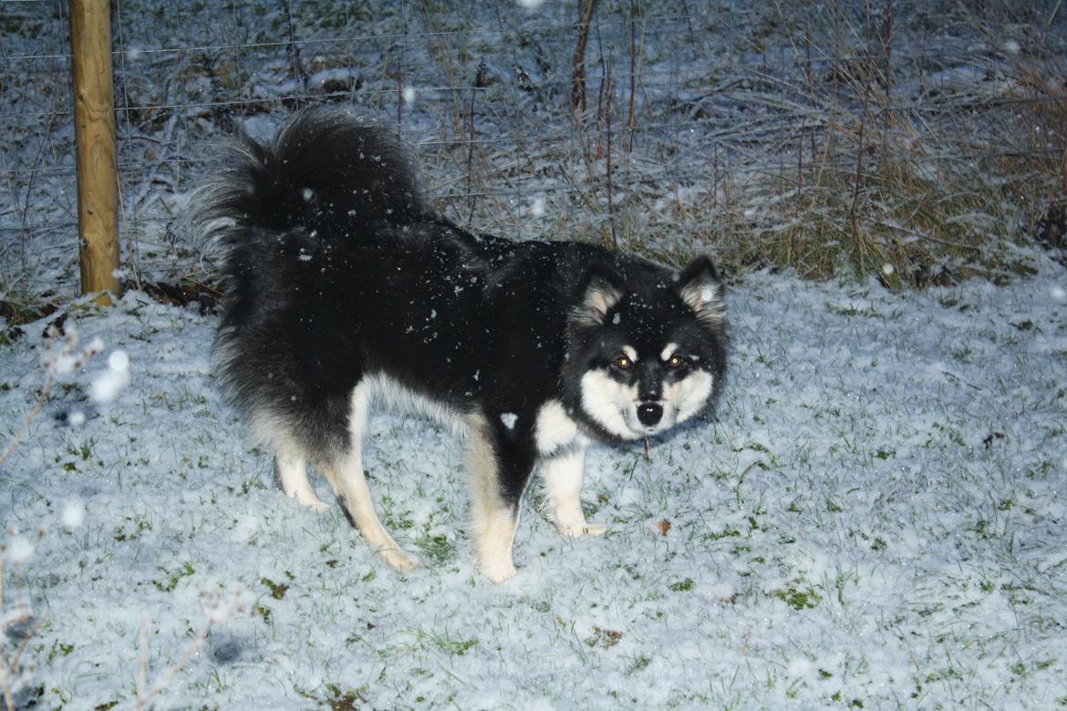 Finsk lapphund Ulla billede 11