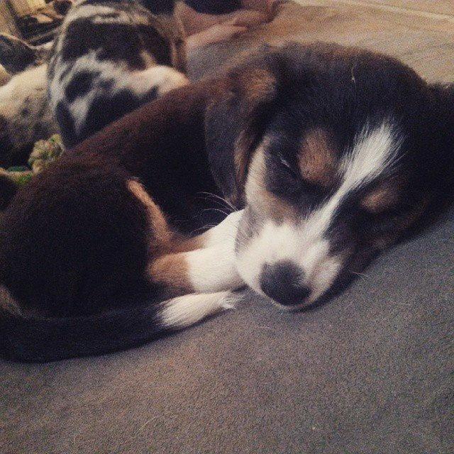 Welsh corgi cardigan Esther - Anden gang vi var ovre og se hvalpene. billede 10