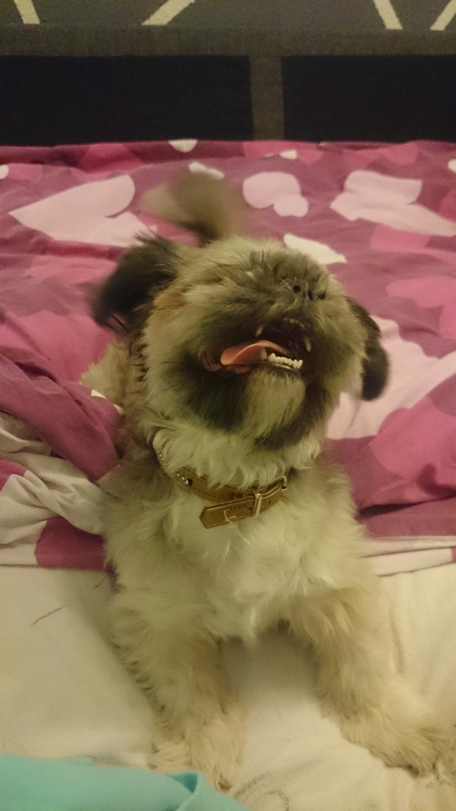 Shih tzu Dina billede 2