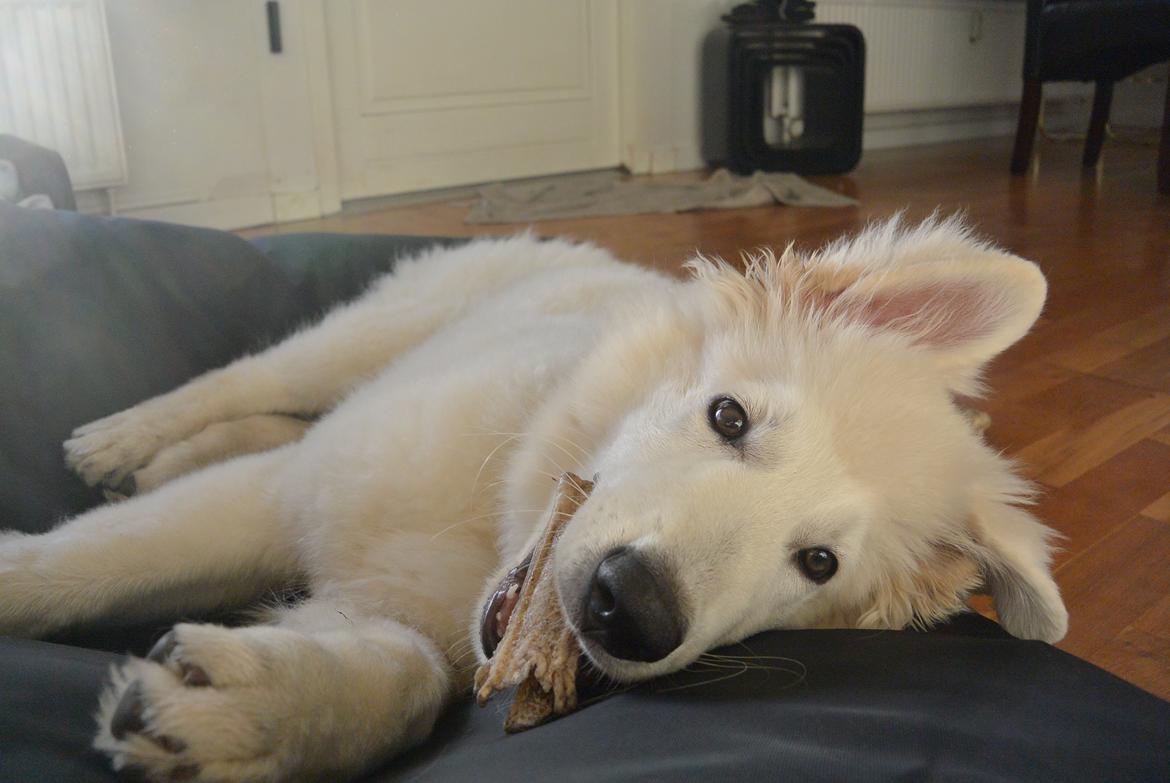 Hvid schæfer Mesh billede 1