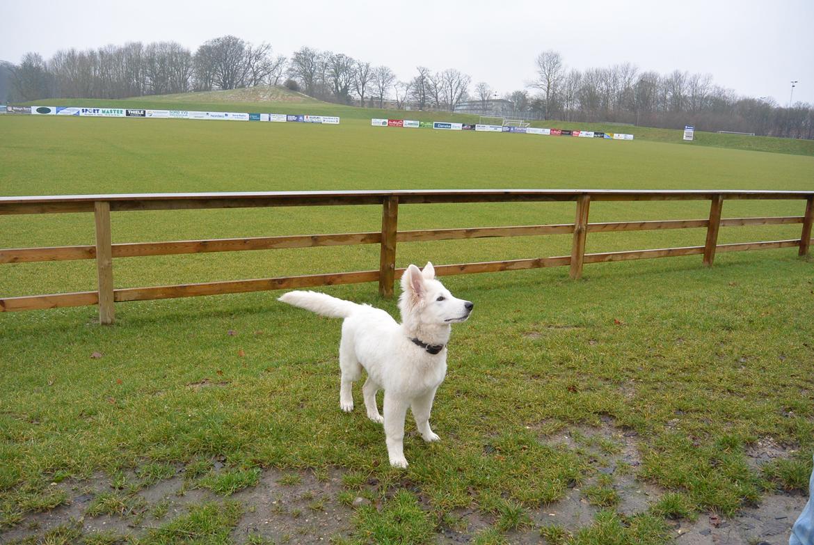 Hvid schæfer Mesh billede 23
