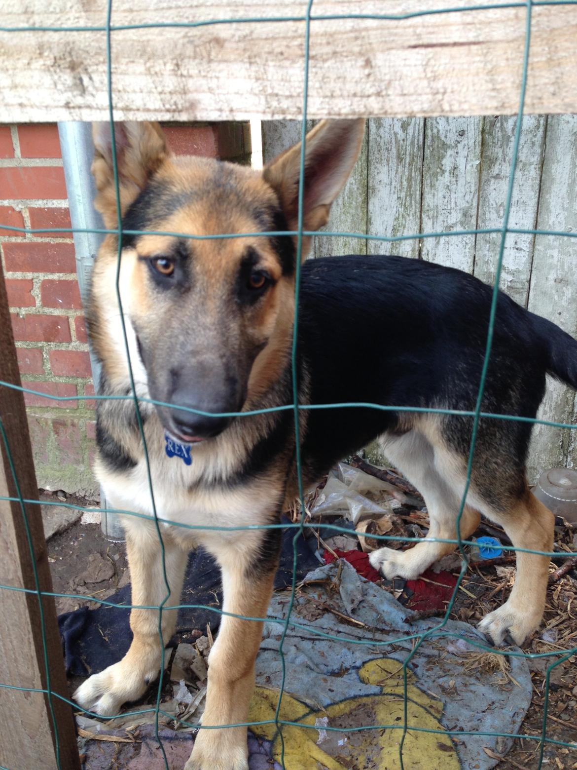 Schæferhund Rex billede 13