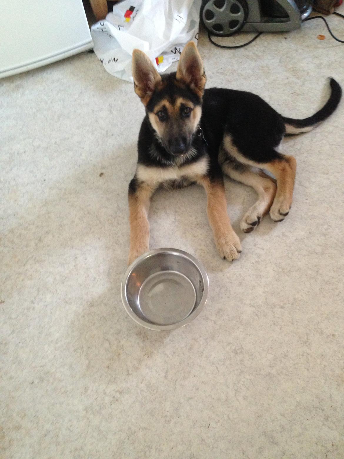 Schæferhund Rex billede 12