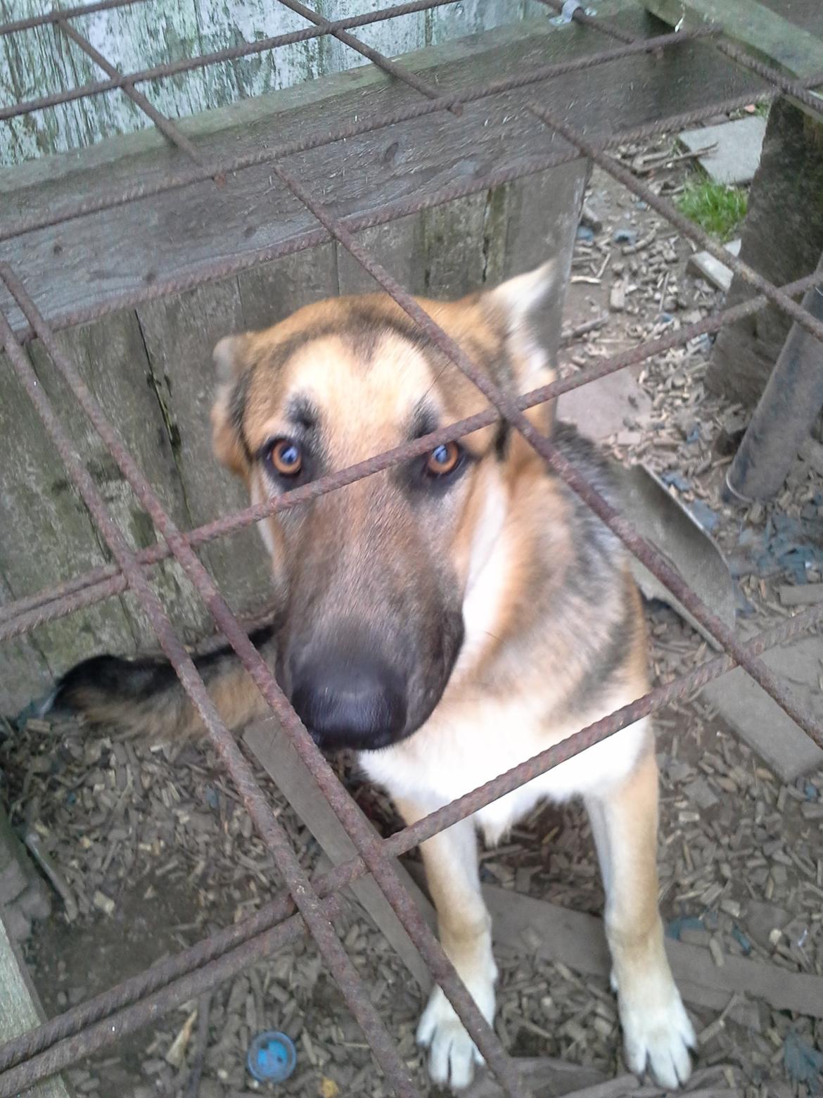 Schæferhund Rex billede 14