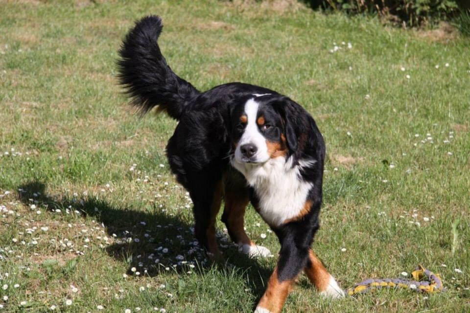 Berner sennenhund Sofus DØD  billede 1