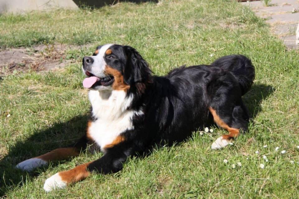 Berner sennenhund Sofus DØD  billede 2