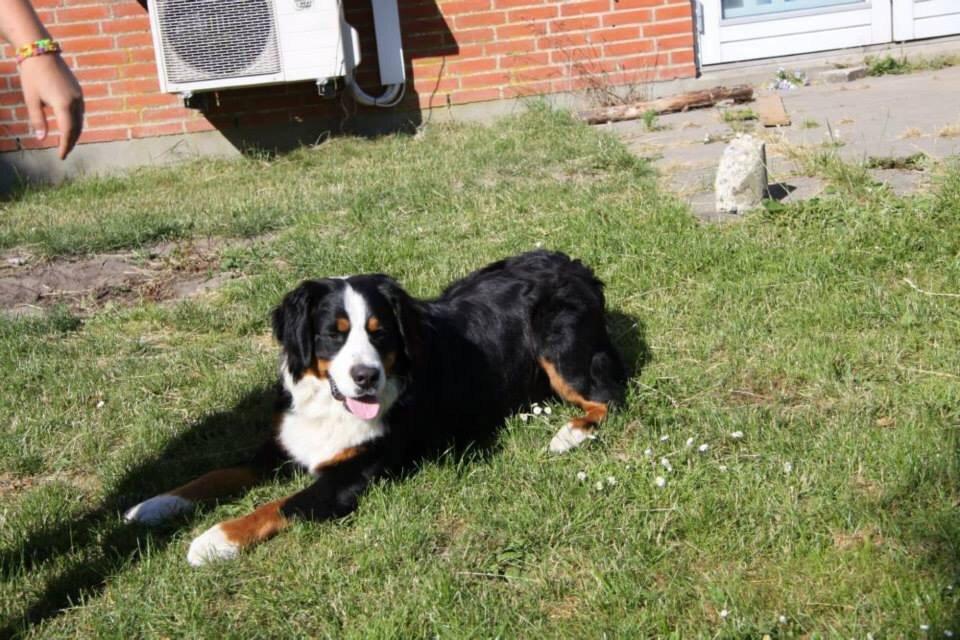 Berner sennenhund Sofus DØD  billede 3