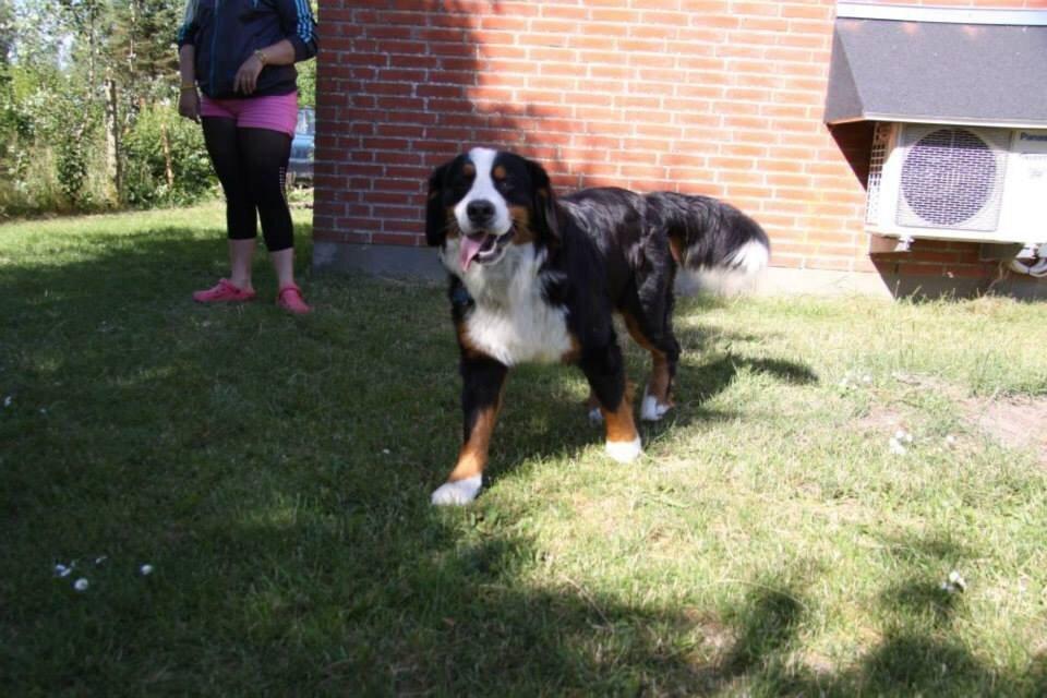 Berner sennenhund Sofus DØD  billede 4