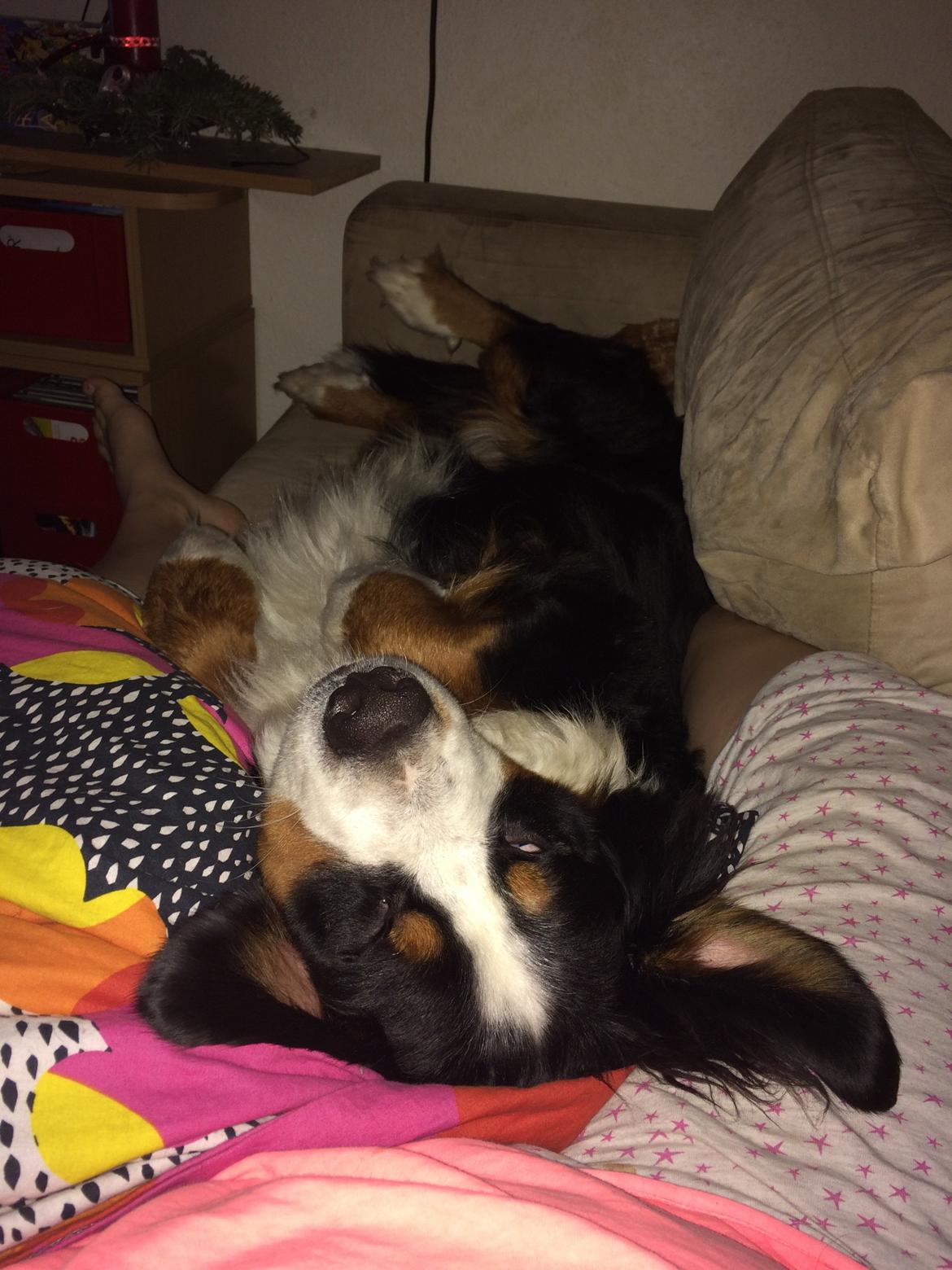 Berner sennenhund Sofus DØD  billede 5