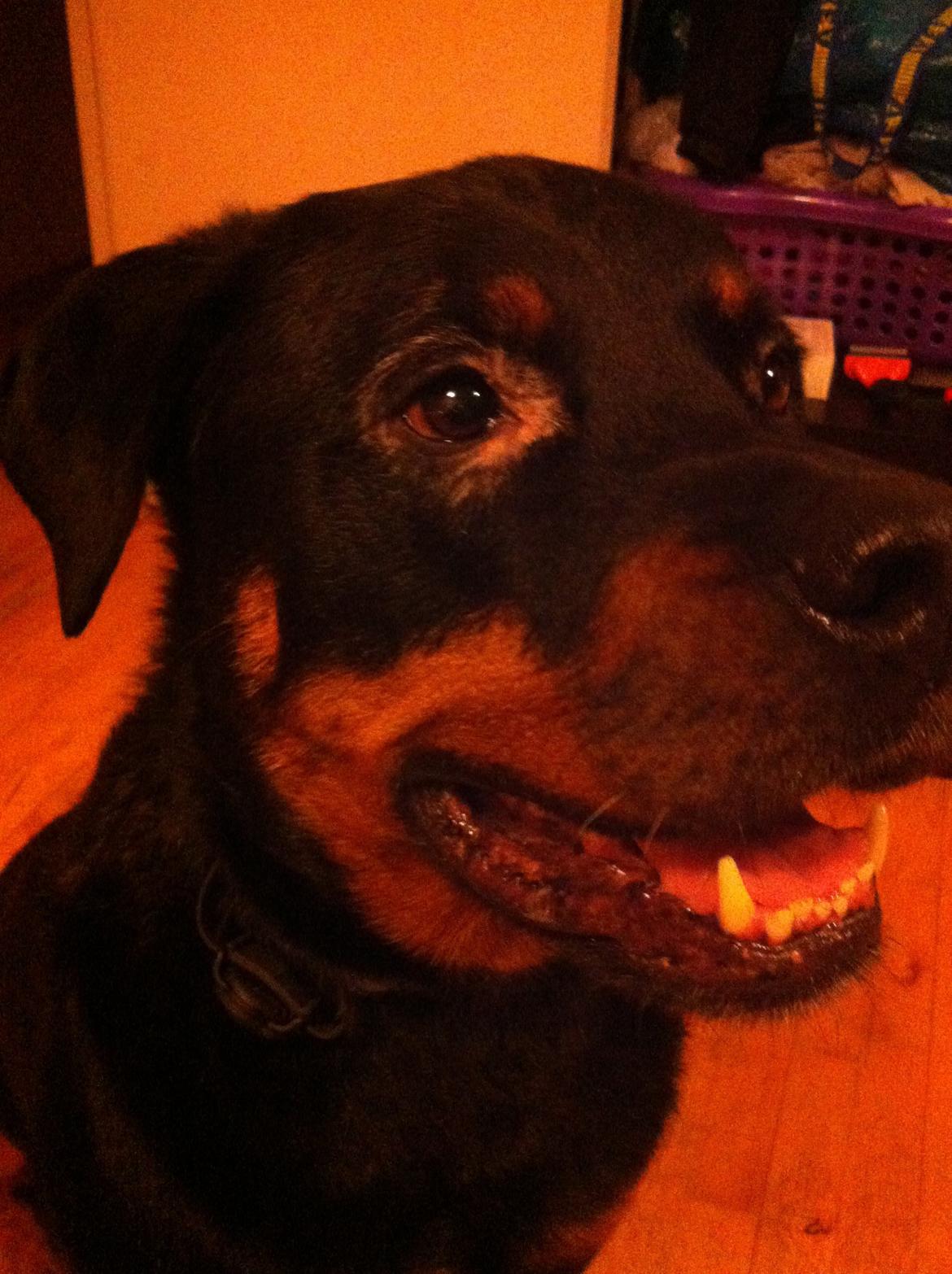 Rottweiler Coco . R.I.P billede 9