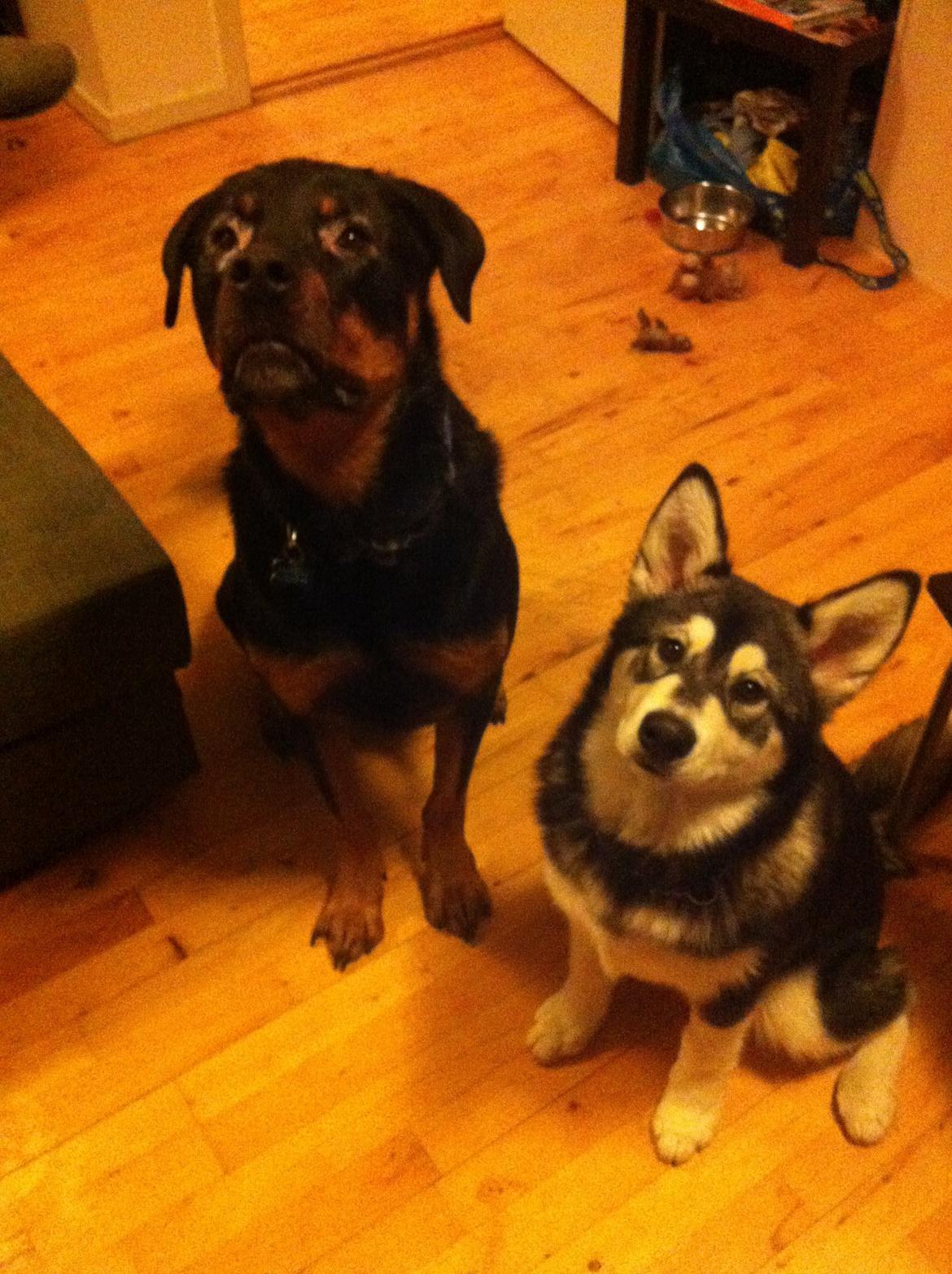 Rottweiler Coco . R.I.P billede 10