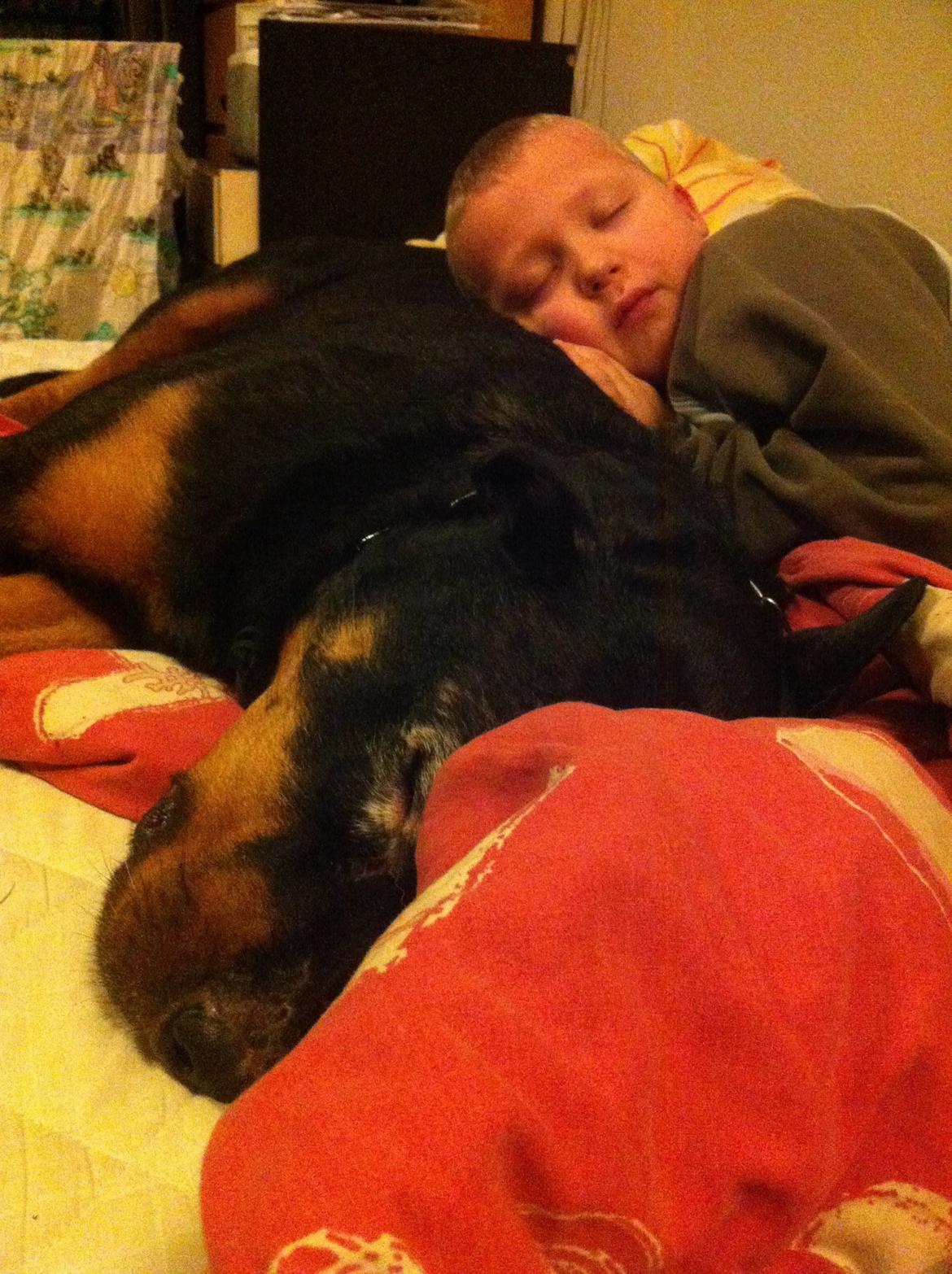 Rottweiler Coco . R.I.P billede 11