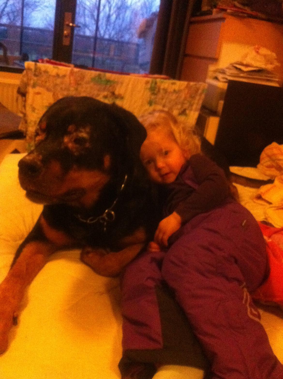 Rottweiler Coco . R.I.P billede 12