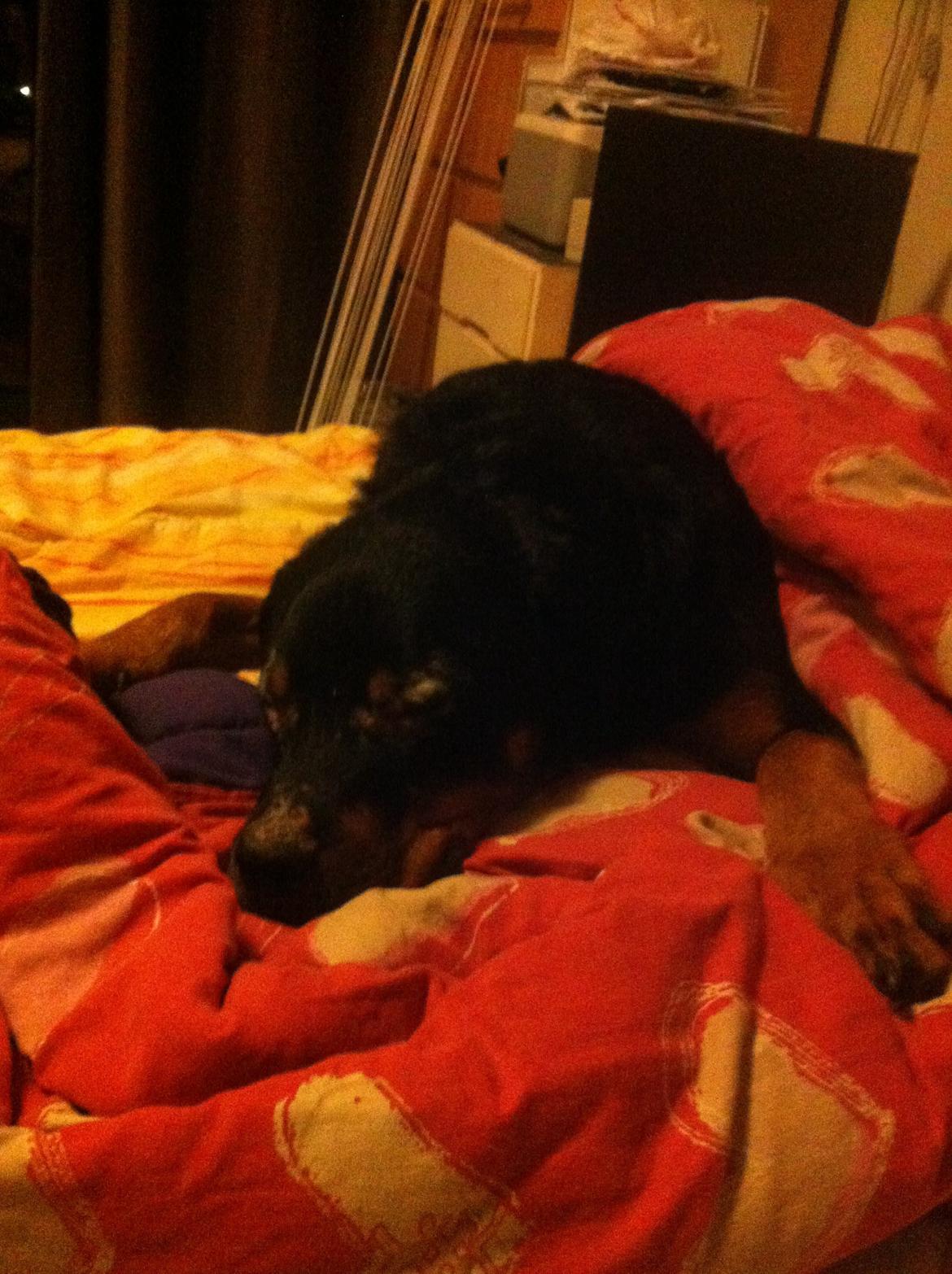 Rottweiler Coco . R.I.P billede 13