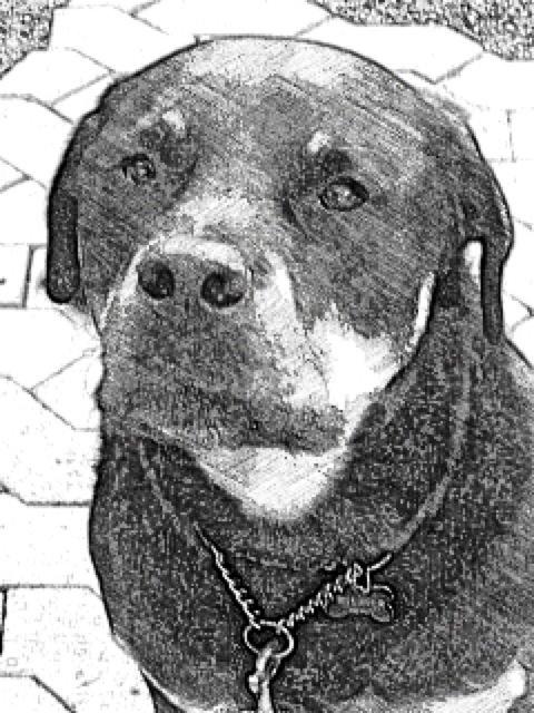 Rottweiler Coco . R.I.P billede 16