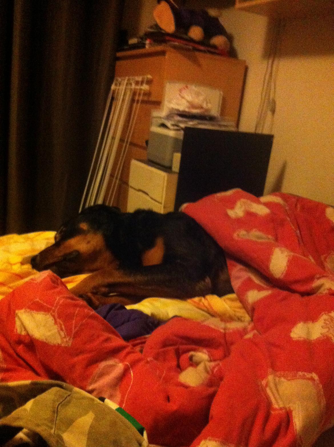 Rottweiler Coco . R.I.P billede 14