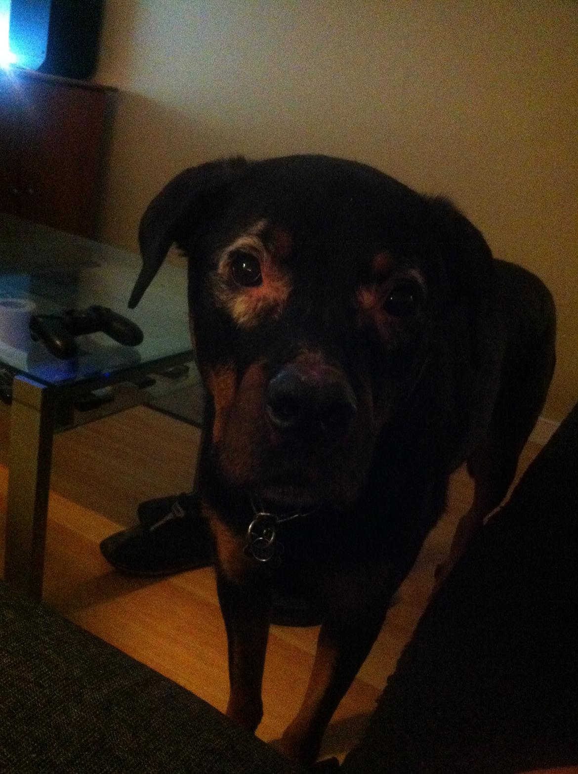 Rottweiler Coco . R.I.P billede 15