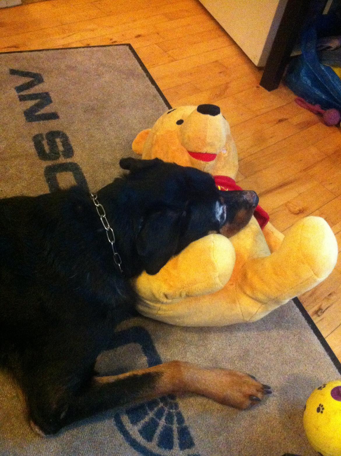 Rottweiler Coco . R.I.P billede 17