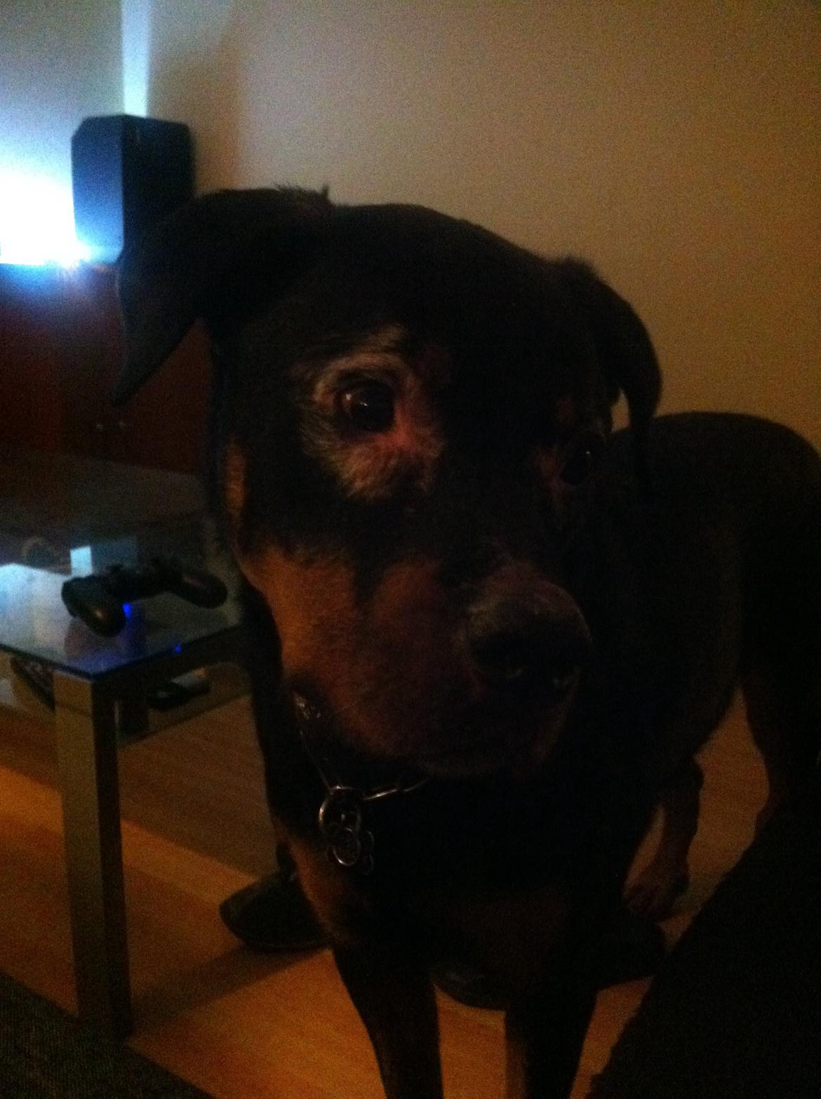 Rottweiler Coco . R.I.P billede 18