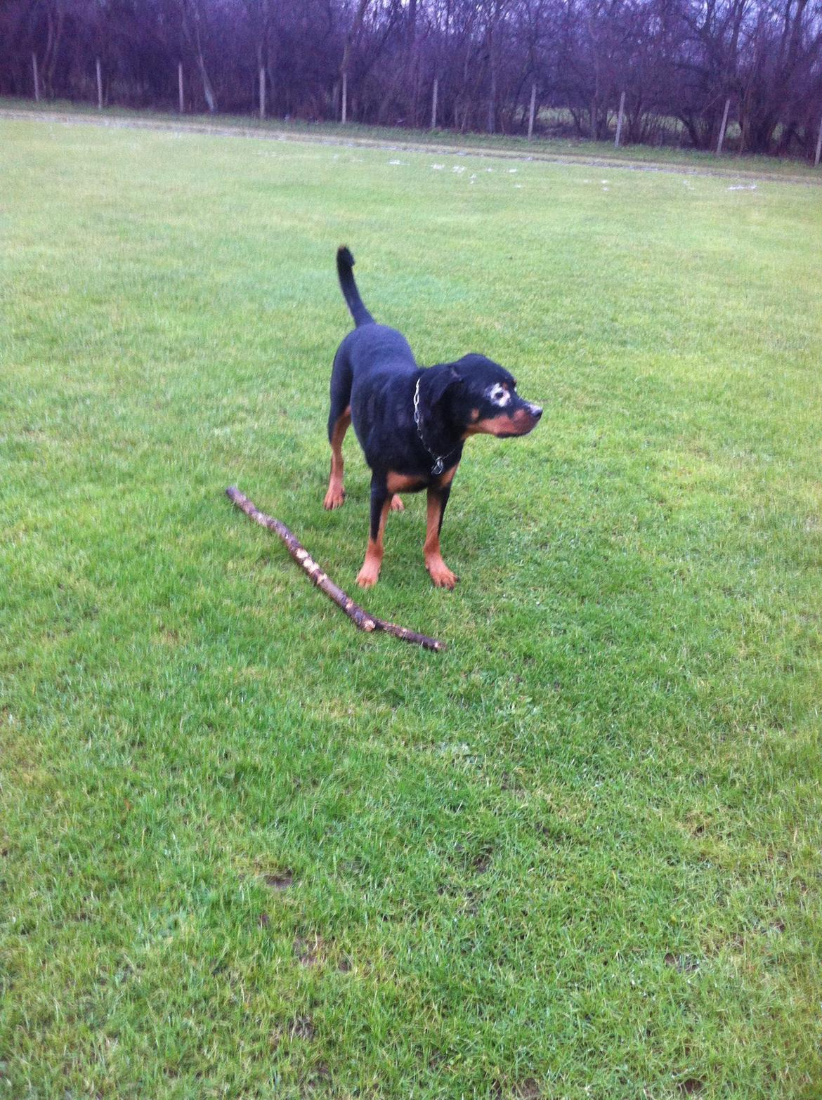 Rottweiler Coco . R.I.P billede 19