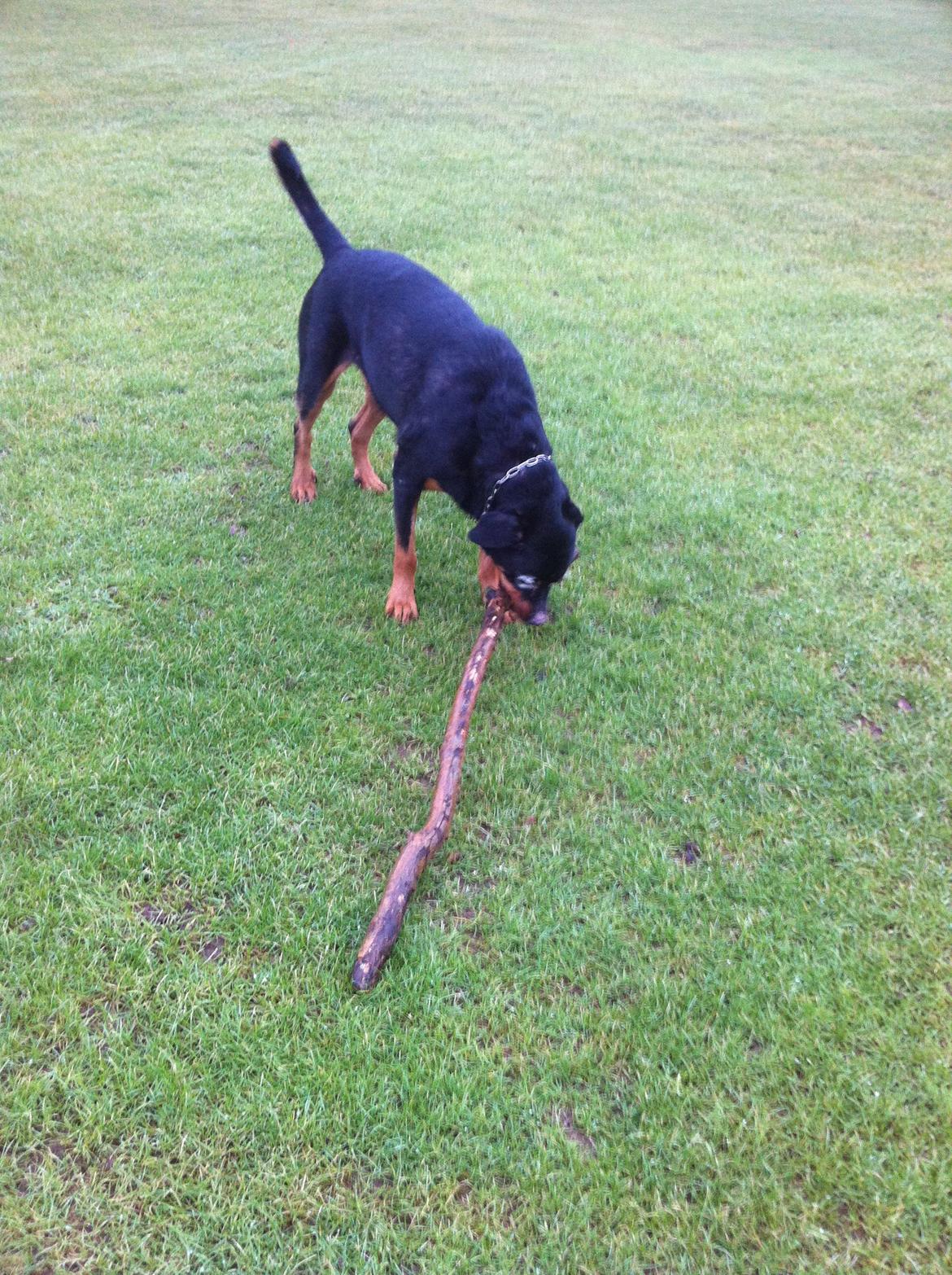 Rottweiler Coco . R.I.P billede 20